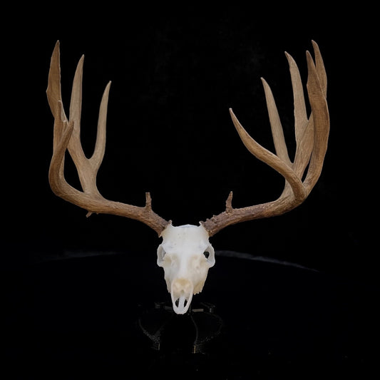 Thor | Mule Deer