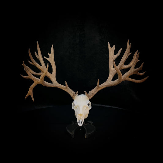 Trashy | Mule Deer