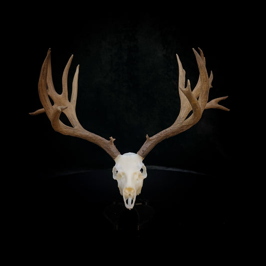 Reggie | Mule Deer