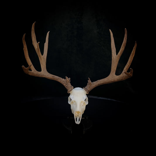 Sam | Mule Deer