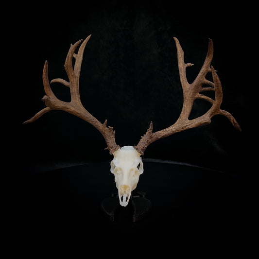 Harry | Mule Deer