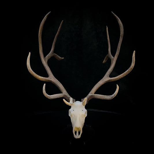 Big Booner | Elk