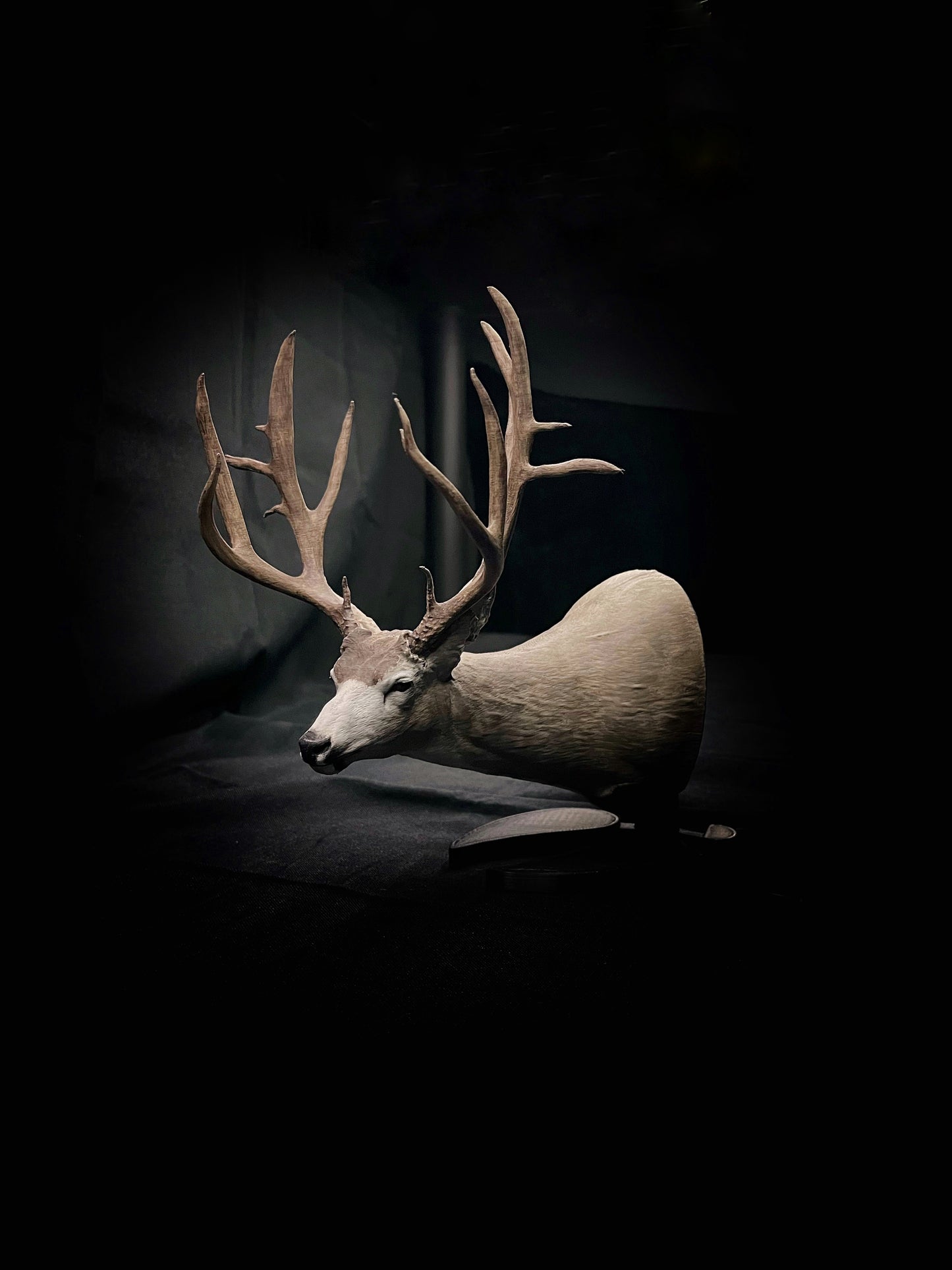 Shoulder Mounts Coming Soon