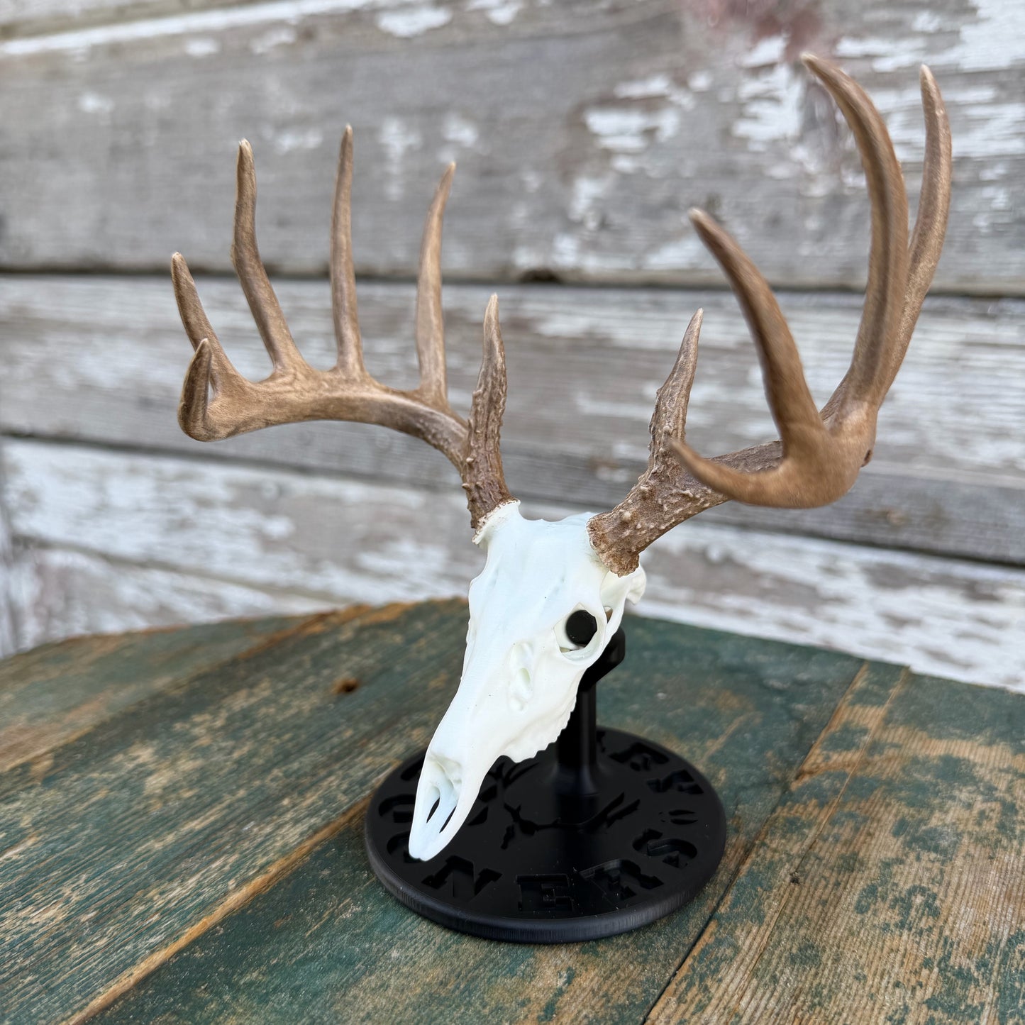 Whitetail