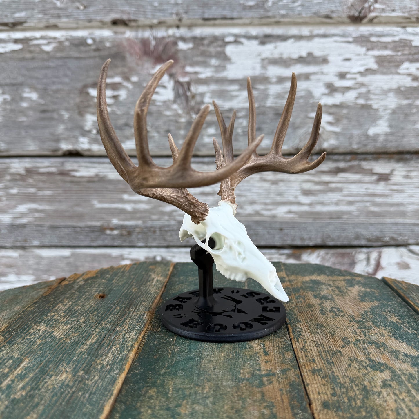Whitetail
