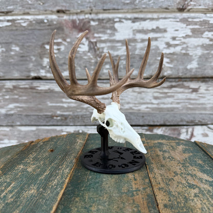 Whitetail