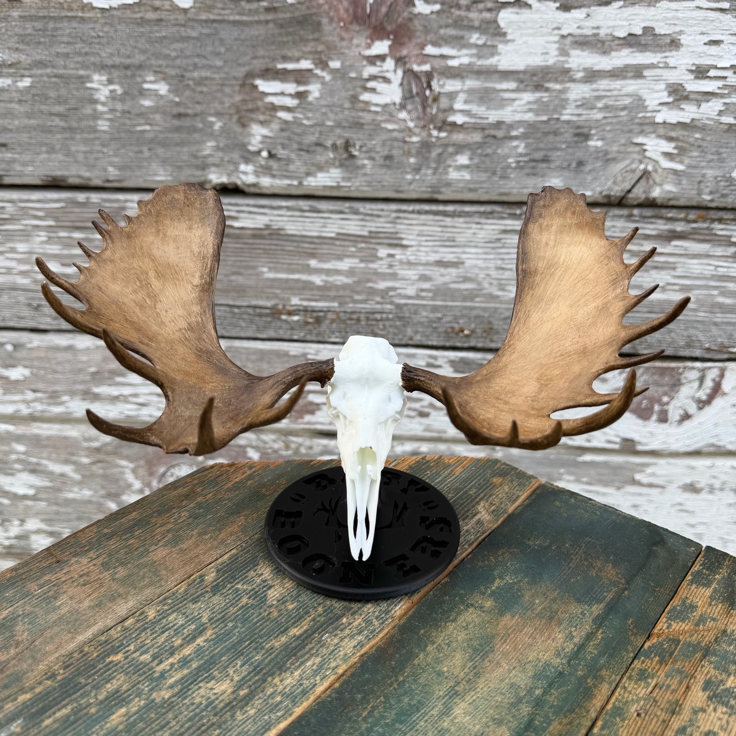 Moose