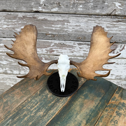 Moose