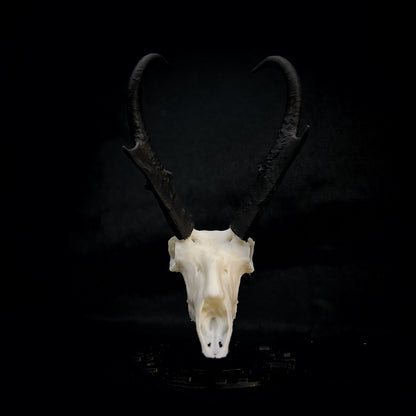 Speed Goat | Pronghorn