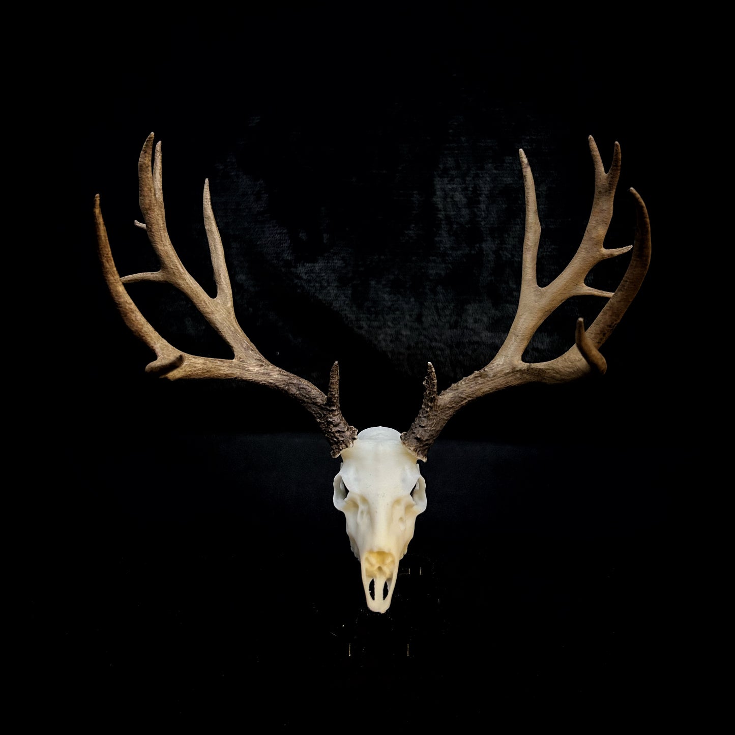 Logan | Mule Deer