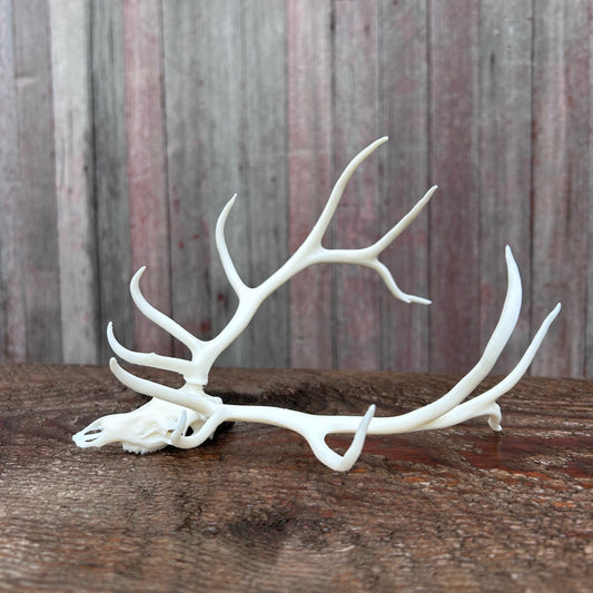 Big 6 Elk Euro (White)