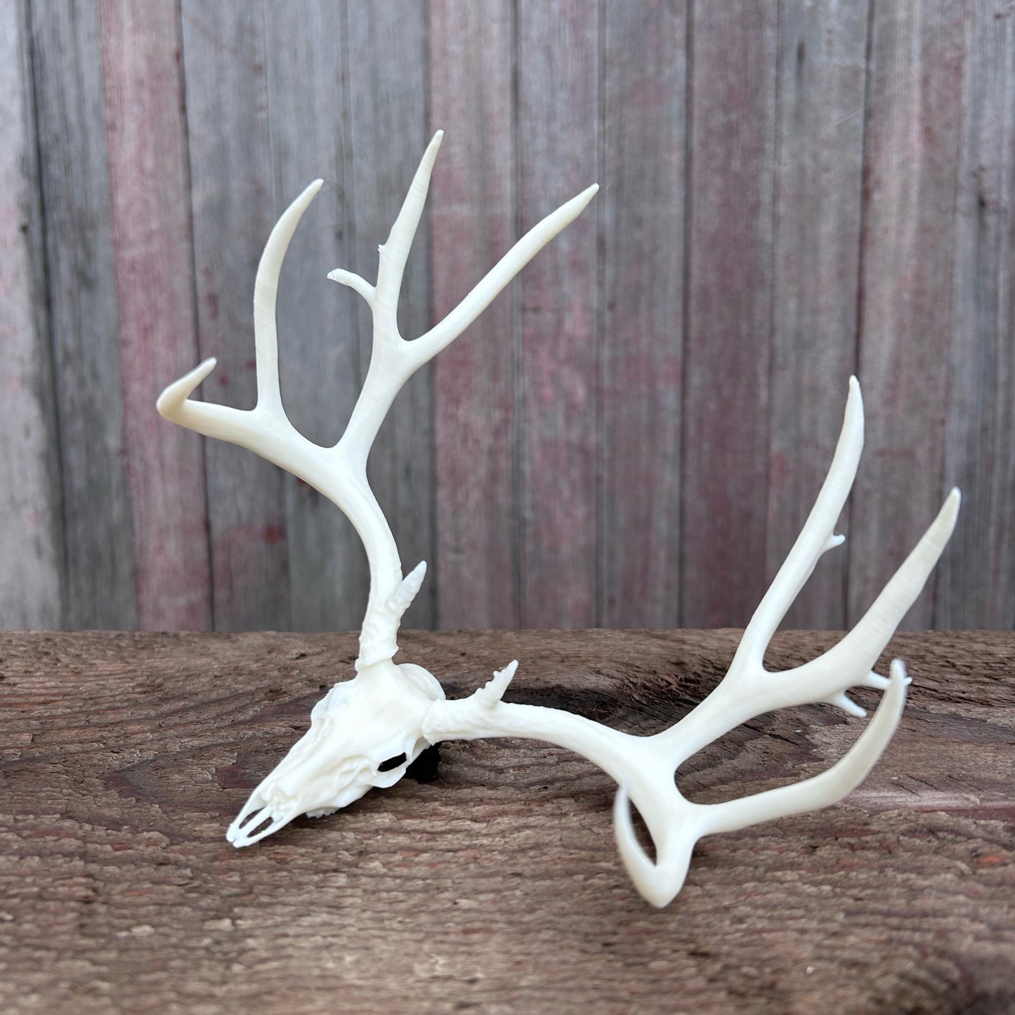 Springer Mule Deer Euro (White)