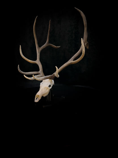 Big Booner | Elk