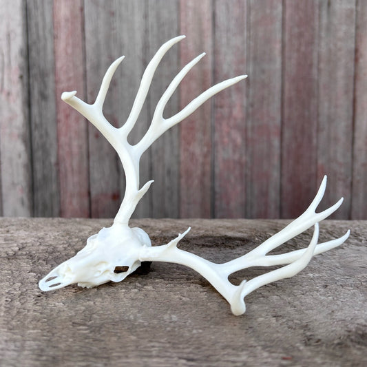 Rusty Mule Deer Euro (White)