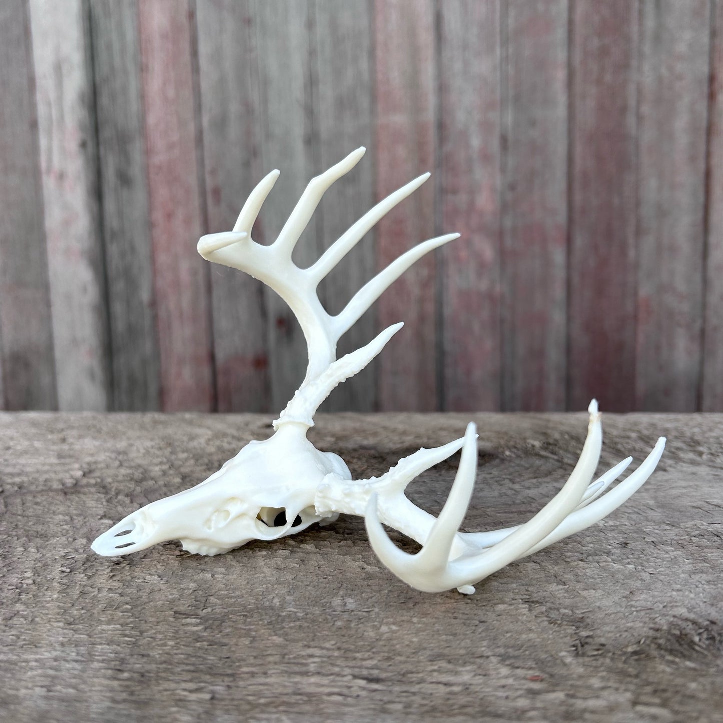 Whitetail Euro (White)